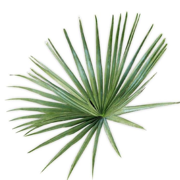 Saw Palmetto - konposizioa UltraMax Testo Enhancer